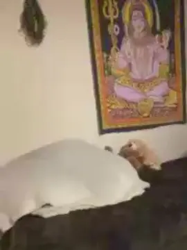 Cam4 Sex Cam of daddyblueballs