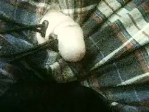 Cam4 Live Sex Cam of rob4844262481
