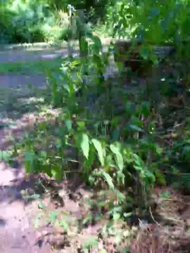 Cam4 Live Porn of saarman33