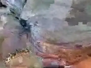 Chaturbate Sex Cam of so_horney2