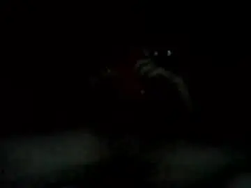 Chaturbate Live Sex of levilarkins3877368