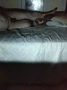 Stripchat Free Porn Cam of gordinhocachondo