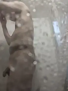 Stripchat Sex Cam of whitebriefboy