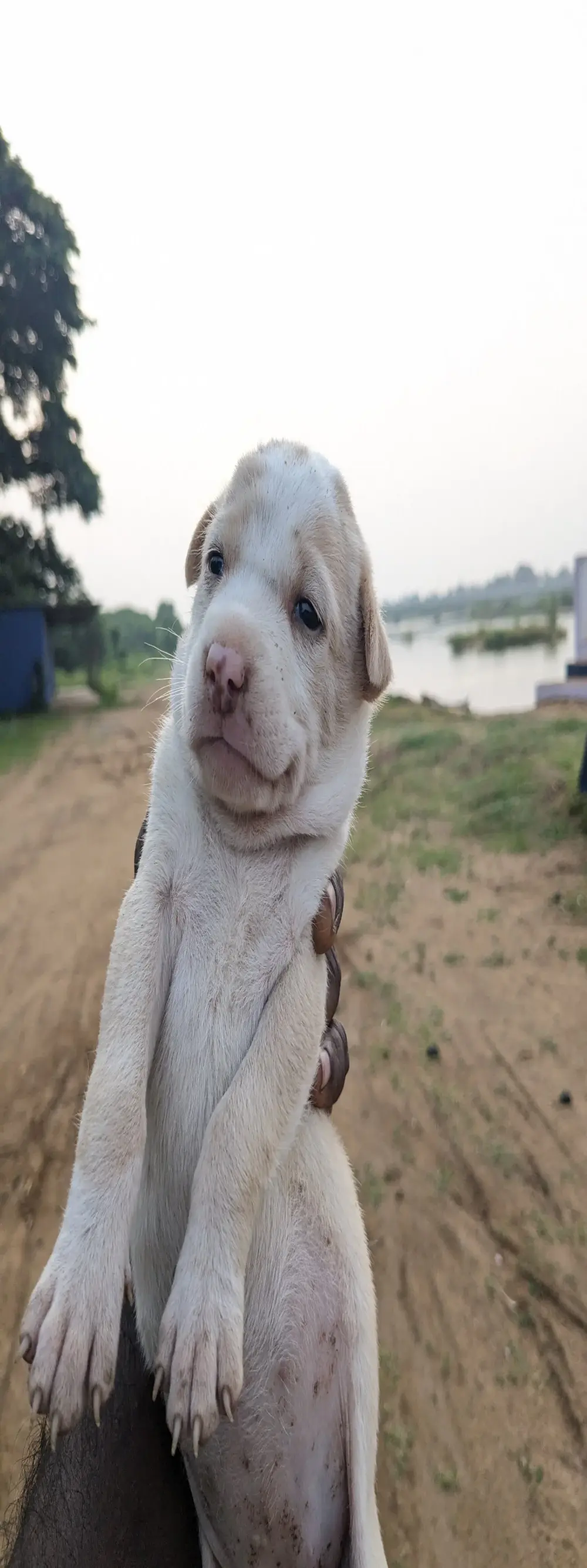 TinyBoy27